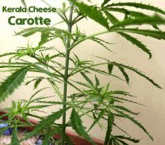 kerala cheese carotte