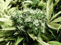 Kandy Kush clone 2