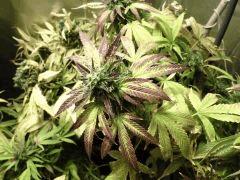 kandy kush