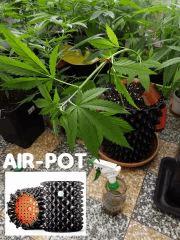Air Pot super thai skunk