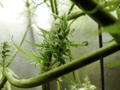 sleestack seeds 11/2016