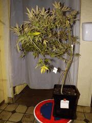 super thai skunk #I