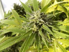 Super Thai Skunk