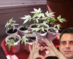 kikoo love les boutures