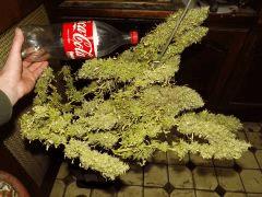 Kandy Kush # VI