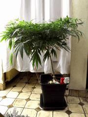 cloud weed