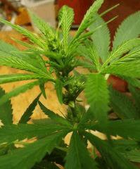 Mâle super thai skunk de seeds for free