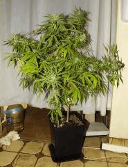 kandy kush ( clone : Malala 3 )