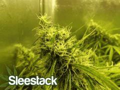 18/10 sleestack