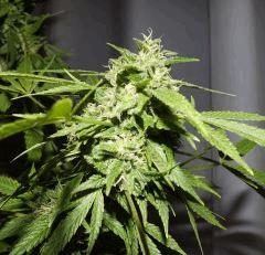 kandy kush ( clone : Malala 3 )