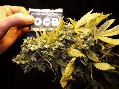 Kandy Kush #II Terra Preta