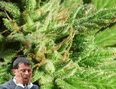 Kandy Kush#II  11/2016