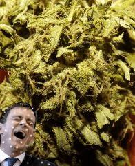 Kandy Kush #1