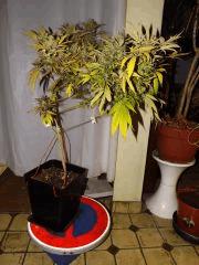 super thai skunk #I