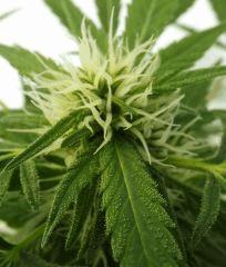 kandy kush  20/09