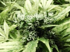 Kandy Kush ortie test