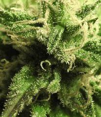 Kandy Kush 26/11