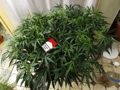 cloud weed