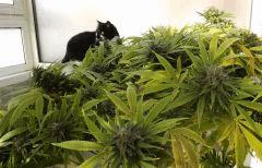 super thai ,  et le chat