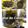thé / purin cannabis