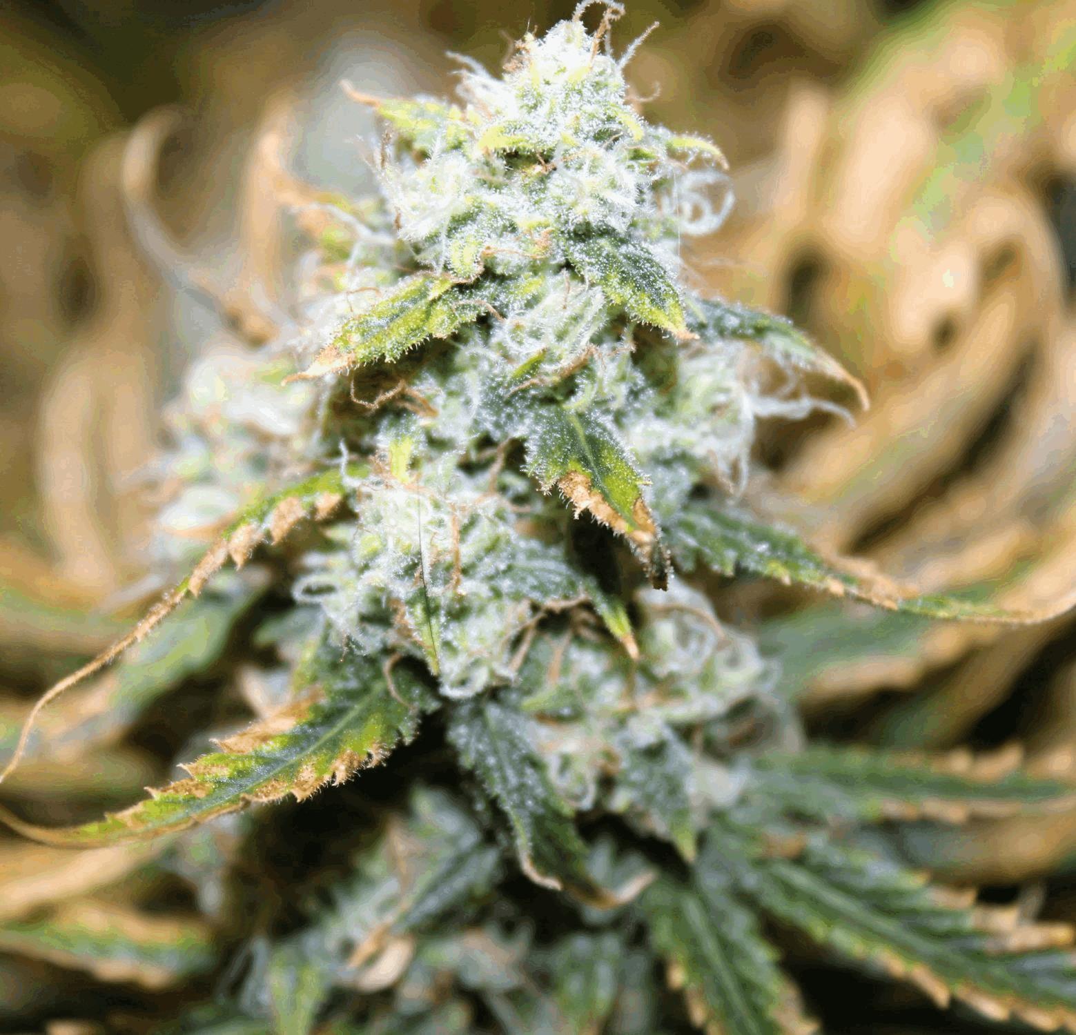 LEMON OG HAZE AUTOFLO