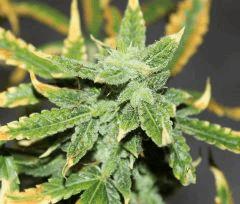 LEMON OG HAZE AUTOFLO