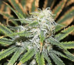 LEMON OG HAZE AUTOFLO