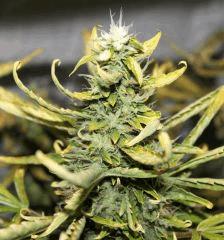 LEMON OG HAZE AUTOFLO