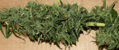 LEMON OG HAZE AUTOFLO