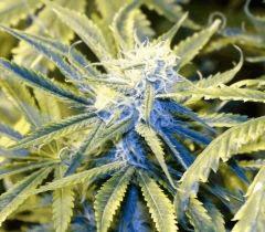 LEMON OG HAZE AUTOFLO