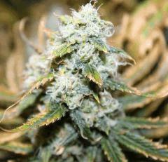 LEMON OG HAZE AUTOFLO
