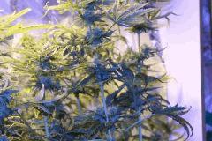 LEMON OG HAZE AUTOFLO
