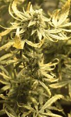 LEMON OG HAZE AUTOFLO