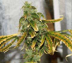 LEMON OG HAZE AUTOFLO