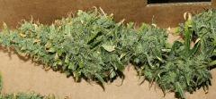LEMON OG HAZE AUTOFLO
