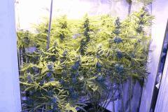 LEMON OG HAZE AUTOFLO
