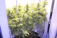 LEMON OG HAZE AUTOFLO