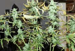 LEMON OG HAZE AUTOFLO