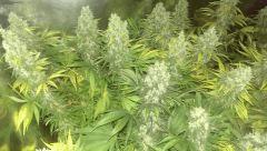 flo + 50 -
