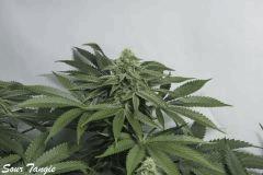 f341