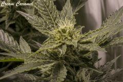 f34cccc