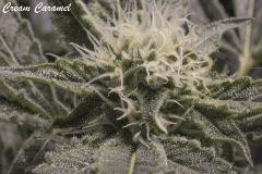f34cc