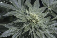 f34sttt
