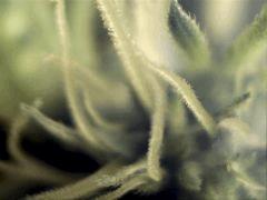 Essai microscope à F+15-2 (X100)