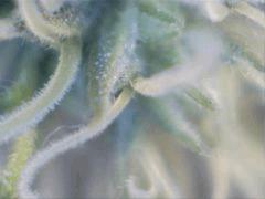 Essai microscope à F+15-6 (X200)