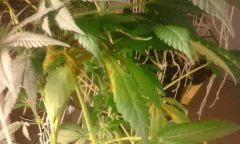 IMG 20160719 224110