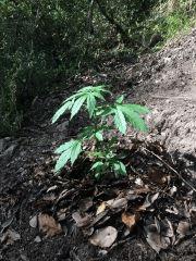 IMG 0080