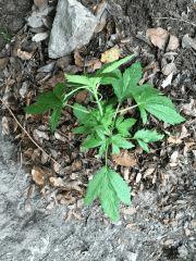 IMG 0088