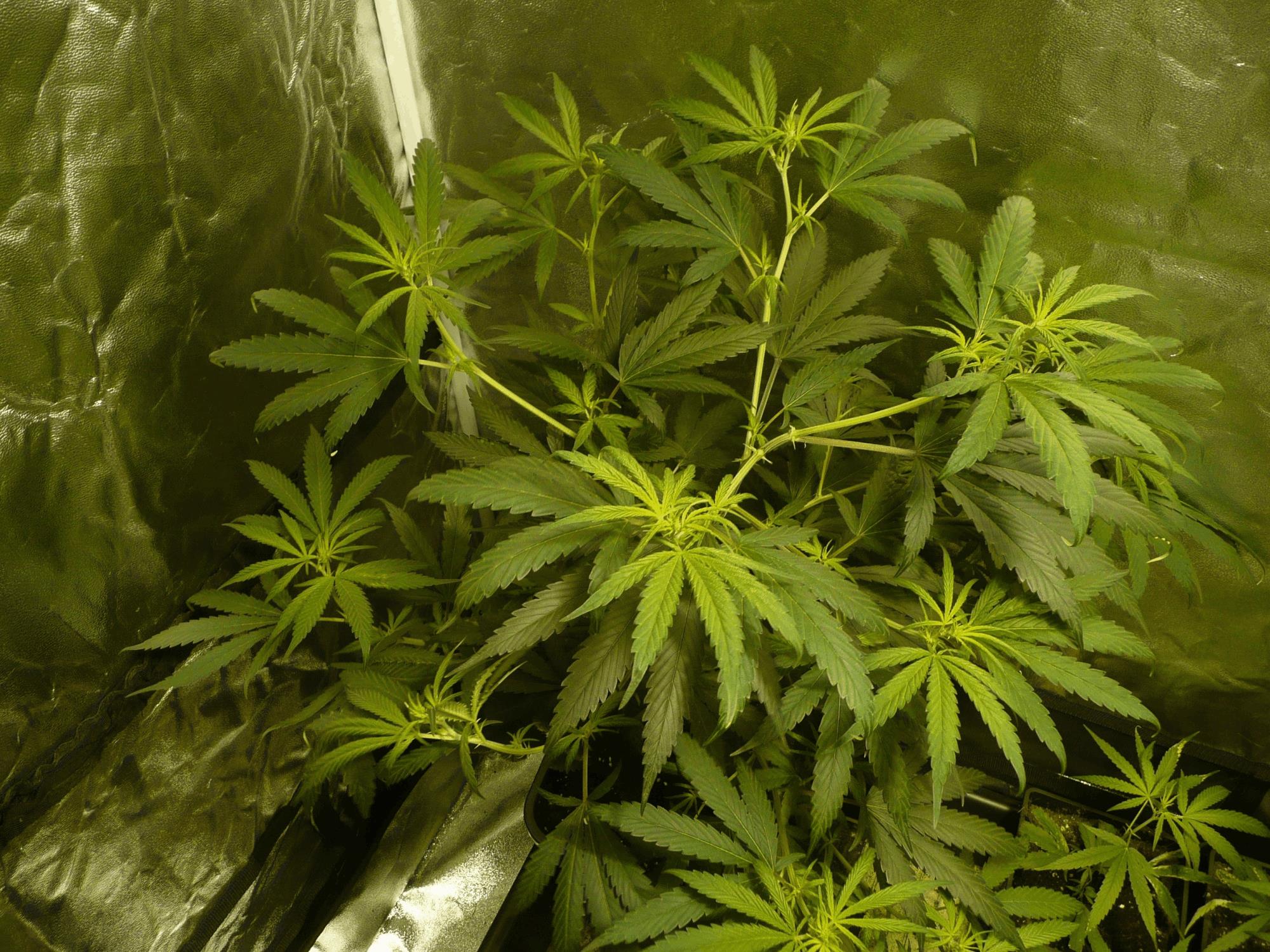 Hashplant
