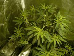 Hashplant